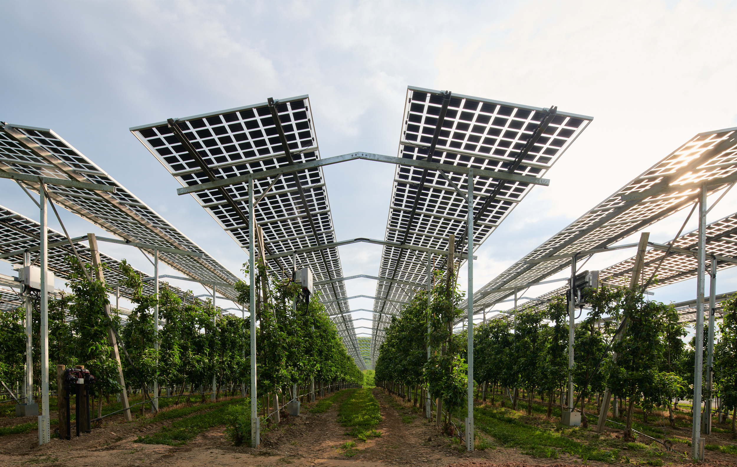 Eine Agri-PV-Anlage über Apfelbäumen auf dem Obsthof Bernhard in Kressbronn am Bodensee. Kernobst, wie Äpfel, profitiert besonders von der Schutzwirkung durch Photovoltaik-Module, die hier Hagelschutznetze ersetzen. Quelle: Fraunhofer ISE